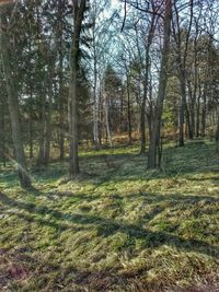 Trees in forest