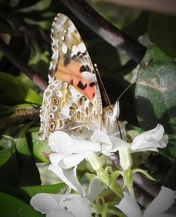 Close-up of butterfly perching on plant