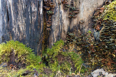 Close-up of moss growing on tree trunk