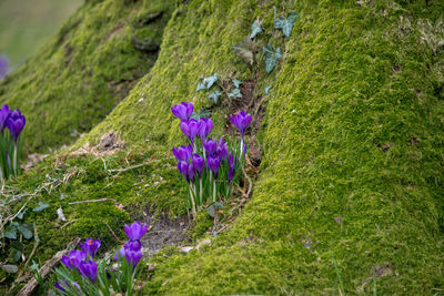 Close-up of purple crocus flowers on field