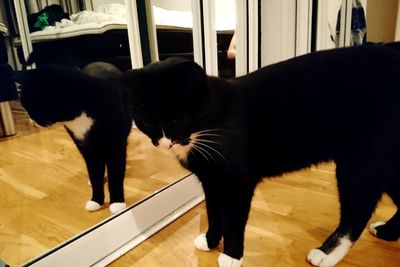 Close-up of cat on hardwood floor