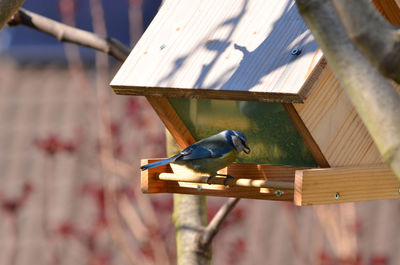 Close-up of bird perching on wood