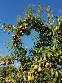 Low angle view of fruits growing on tree against sky