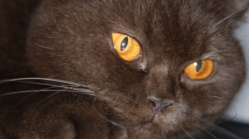 Close-up portrait of a cat