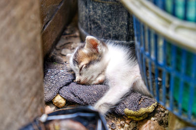 High angle view of cat sleeping