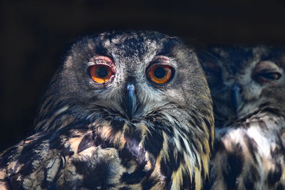 Close-up portrait of owl