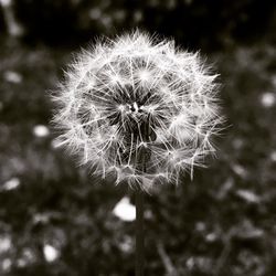 Close-up of dandelion