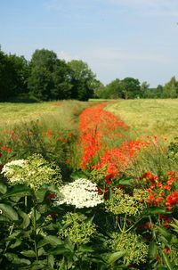 Plants growing on field