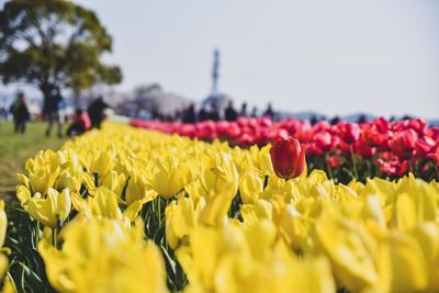 Close-up of yellow flowering plants on field