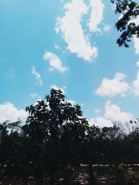 Low angle view of trees against sky