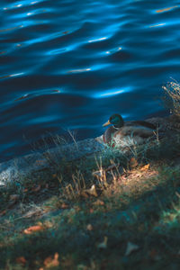 Duck swimming in water