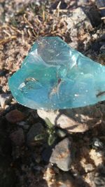 High angle view of turtle in water