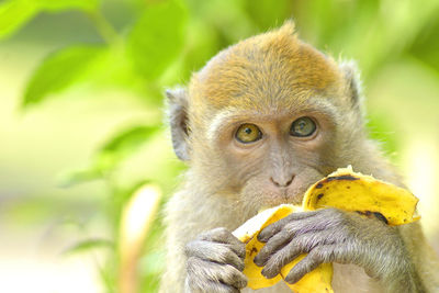 Portrait of monkey eating fruit