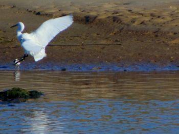 Close-up of bird flying over lake