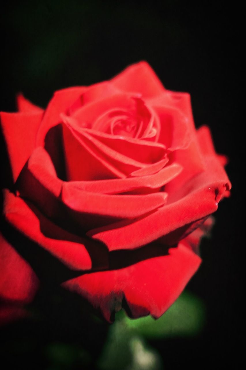 petal, flower, rose - flower, flower head, red, close-up, studio shot, black background, fragility, freshness, single flower, beauty in nature, rose, focus on foreground, nature, single rose, growth, selective focus, blooming, no people