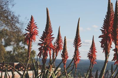 Close-up of red flowering plants against sky