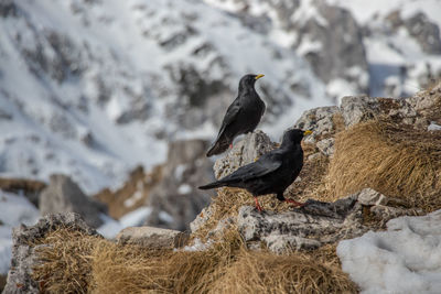 Birds perching on rock