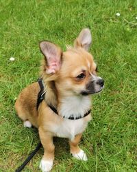 High angle view of puppy on field