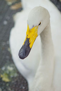 Close-up of a bird