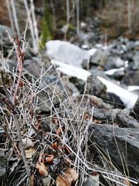 High angle view of dry plants on field during winter