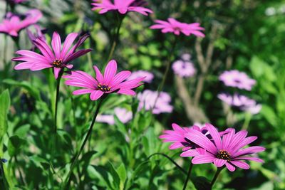 Close-up of pink flowers