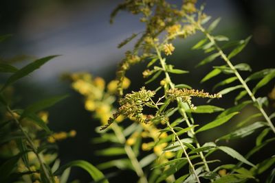 Close-up of caterpillar on plant