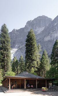 Trees with mountain range in background