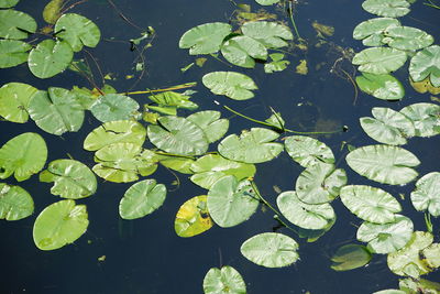 High angle view of water lily in lake