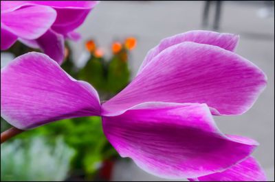 Close-up of pink flower blooming outdoors