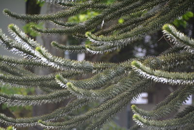 Pine tree branches