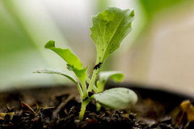 Close-up of small plant