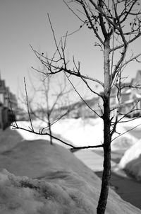 Bare tree against sky during winter