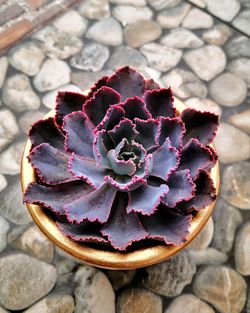 High angle view of succulent plant