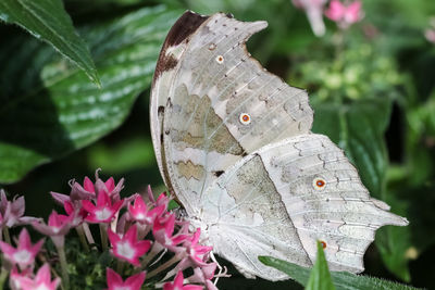 Close-up of butterfly on pink flowering plant