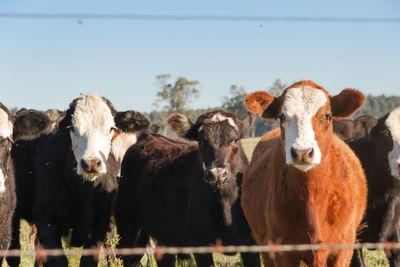 Portrait of cows against the sky