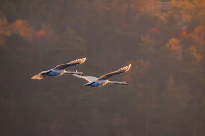 Seagulls flying in the sky