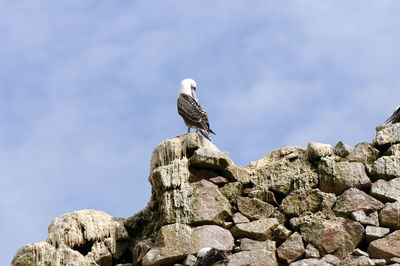 Low angle view of bird perching on rock against sky