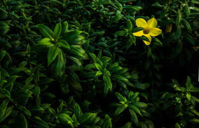 Close-up of yellow flowering plants