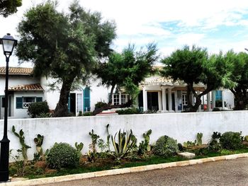 Palm trees with buildings in background