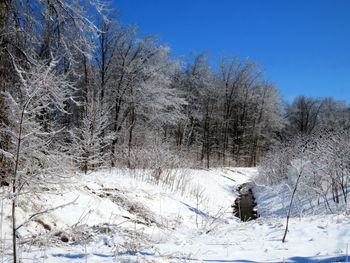 Trees on snow covered land against sky