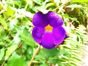Close-up of purple flower blooming outdoors