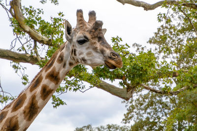 Low angle view of giraffe 
