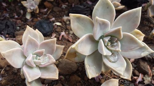 Close-up of succulent plant on field