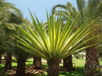 Palm trees on field against sky