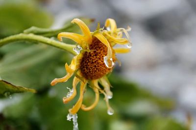 Close-up of yellow day