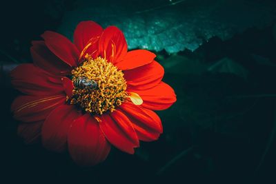 Close-up of red flower