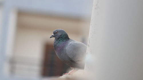 Close-up of pigeon perching on railing