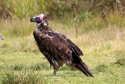 Bird perching on a field