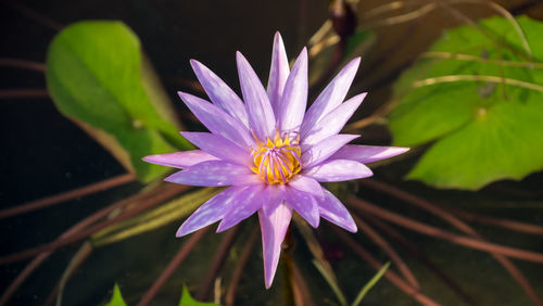 Close-up of purple flower blooming outdoors
