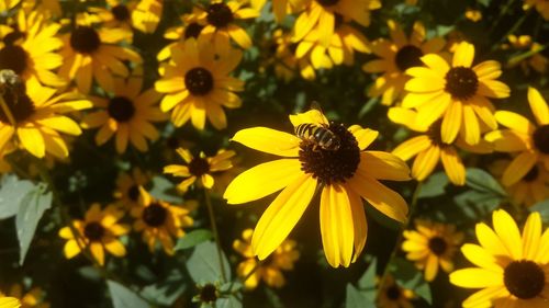 Close-up of honey bee on yellow flowers